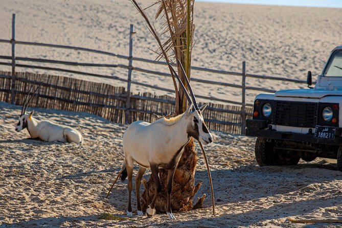 Al Majles Resort Day Pass - Why the Desert and Sea Setting Matters