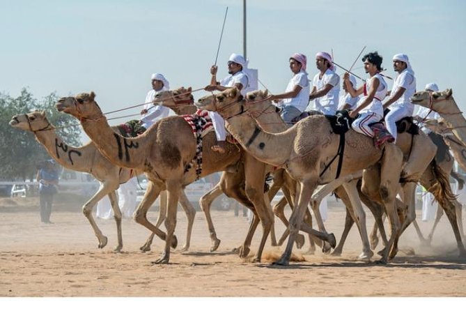 Cultural & Thrills: Sheikh Faisal Museum & Camel Race Adventure - How the two stops work together