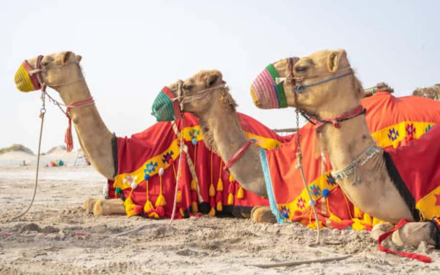 Desert Safari, Dunes Ride, Sand Boarding & Inland Sea Tour - Dune bashing and the main off-road ride