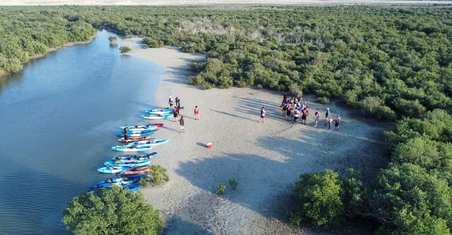 Discover Purple Island | Guided Mangrove Kayaking Experience - Is $65 A Fair Price?