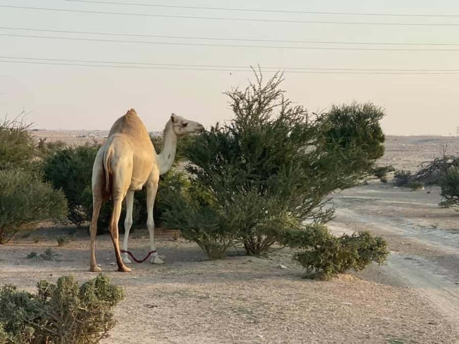 Doha Activities: Desert Safari, Dune Bashing & Inland Sea - One hundred minutes on the sandline dunes