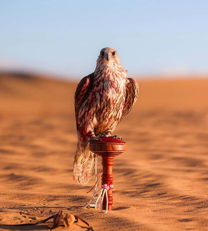 Doha : Arabian Horse Ride Experience With Pickup & Drop Off - Looking for foxes and gazelles
