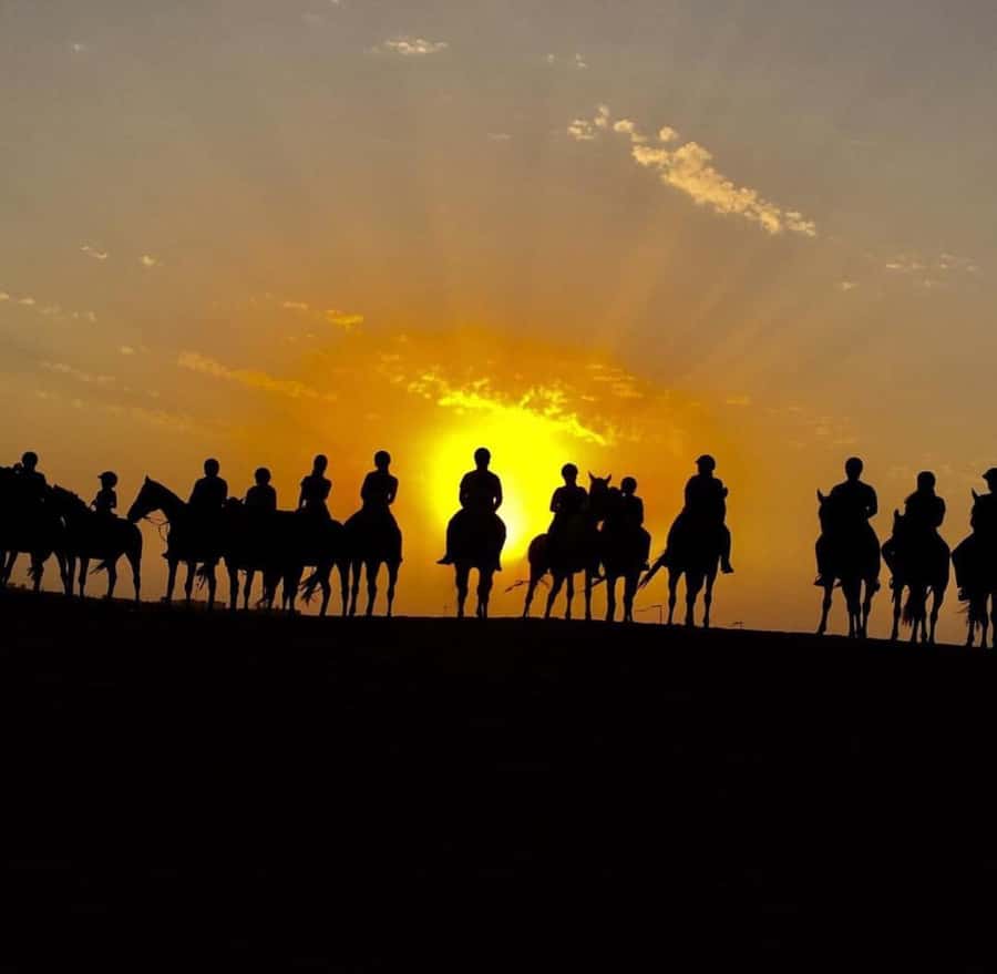 Doha : Arabian Horse Ride Experience With Pickup & Drop Off - Is $97 a fair price?