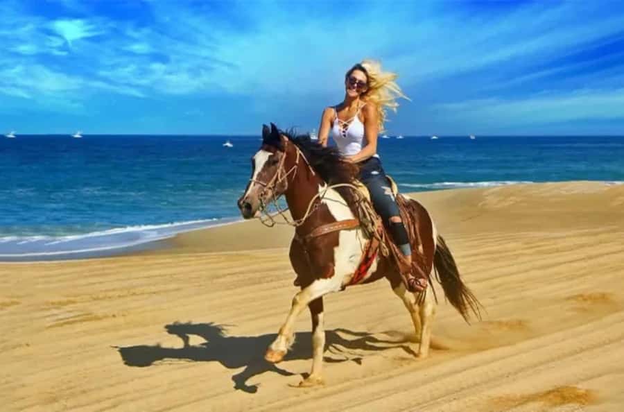 Doha : Arabian Horse Ride Experience With Transfer - From Doha to Sealine by SUV