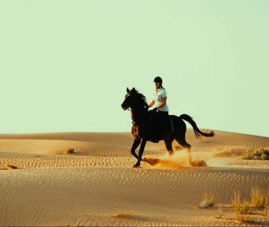 Doha: Arabian Horse Riding Experience –Sea or Desert Options - What the Desert and Sea Options Feel Like