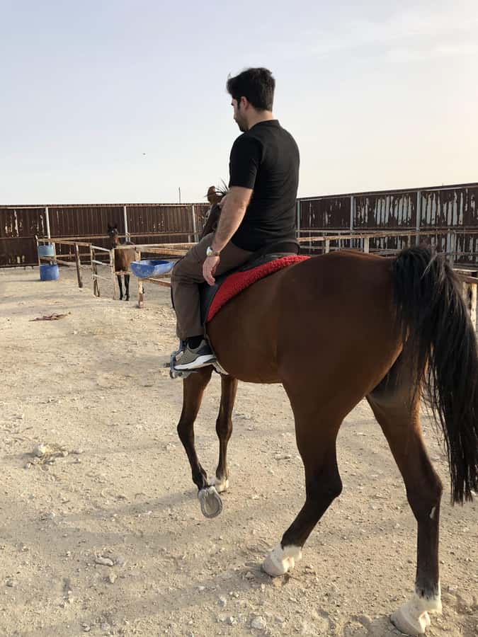 Doha: Arabian Horse Riding Experience –Sea or Desert Options - Who Will Enjoy This Most