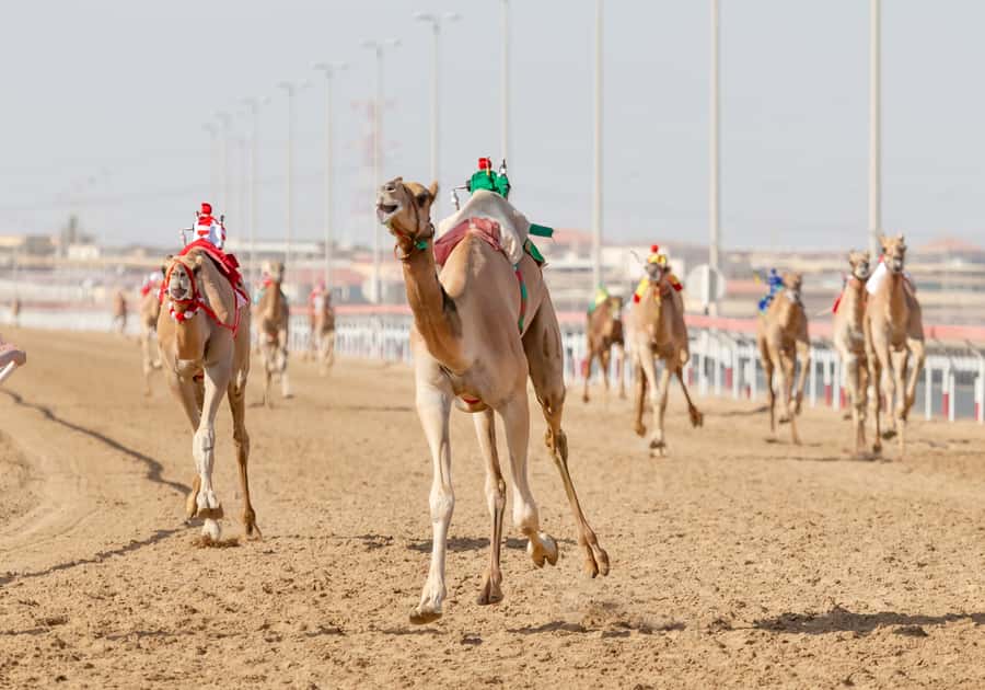 Doha Camel Race Track & Richard Serra Desert Sculpture Tour - Key points to know before booking