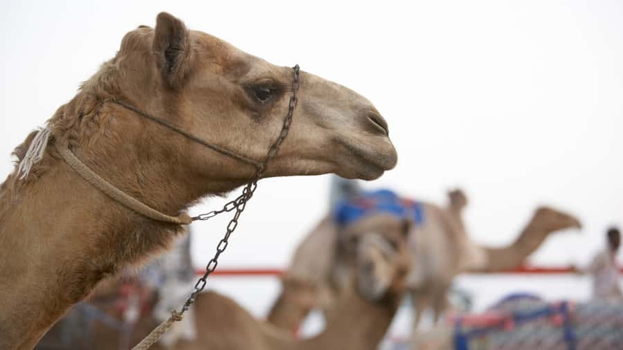 Doha Camel Race Track & Richard Serra Desert Sculpture Tour - The guide can shape the whole experience