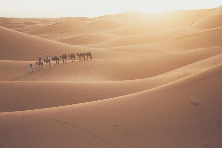 Doha: Desert Safari, Sandboarding, Camel Ride and Inland Sea - The camel ride, with realistic expectations