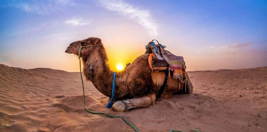 Doha: Desert Safari with Camel Ride Family Friendly Tour - What to pack for the sand