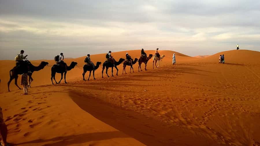Doha: Dune Bashing Safari, Falcon, Camel, ATV, Sandboarding - The Inland Sea, where Qatar meets Saudi Arabia