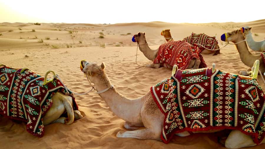 Doha: Dune Bashing Safari, Falcon, Camel, ATV, Sandboarding - Guides make the difference