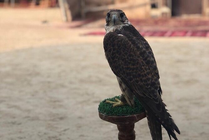 Doha Layover Desert Safari, Camel Ride, Sand Boarding, Inland Sea - Dune rides and sand boarding