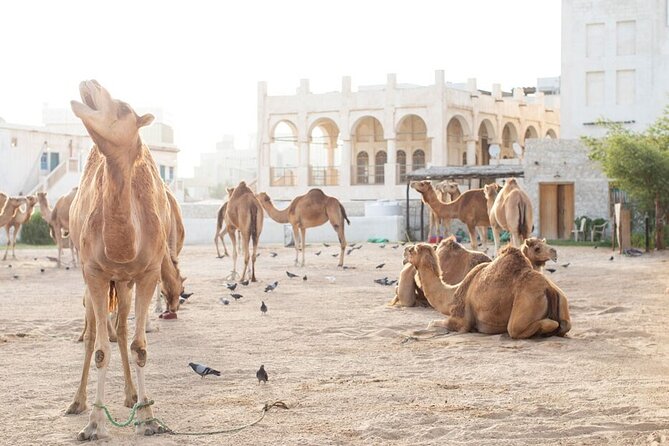 Doha layover, Stopover,Transit (4 Hours Private guided city tour) - Why this tour works for a Doha stopover