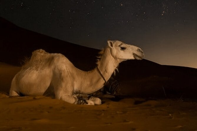 Doha Night Desert Safari Camel Ride Dune Bashing with Transfer - Who should book this night safari?