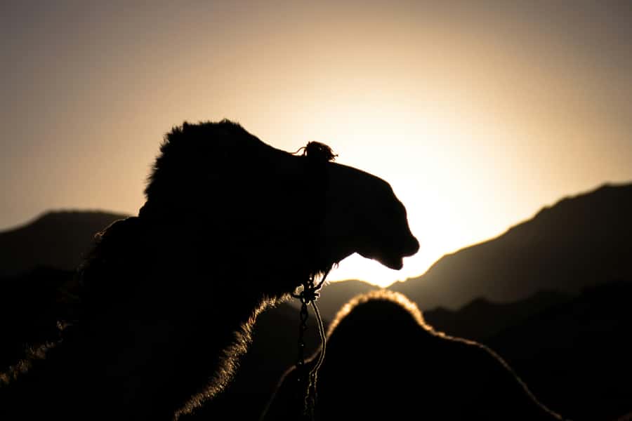 Doha: Night Desert Safari with Camel Ride and Sandboarding - Forty minutes of dune bashing