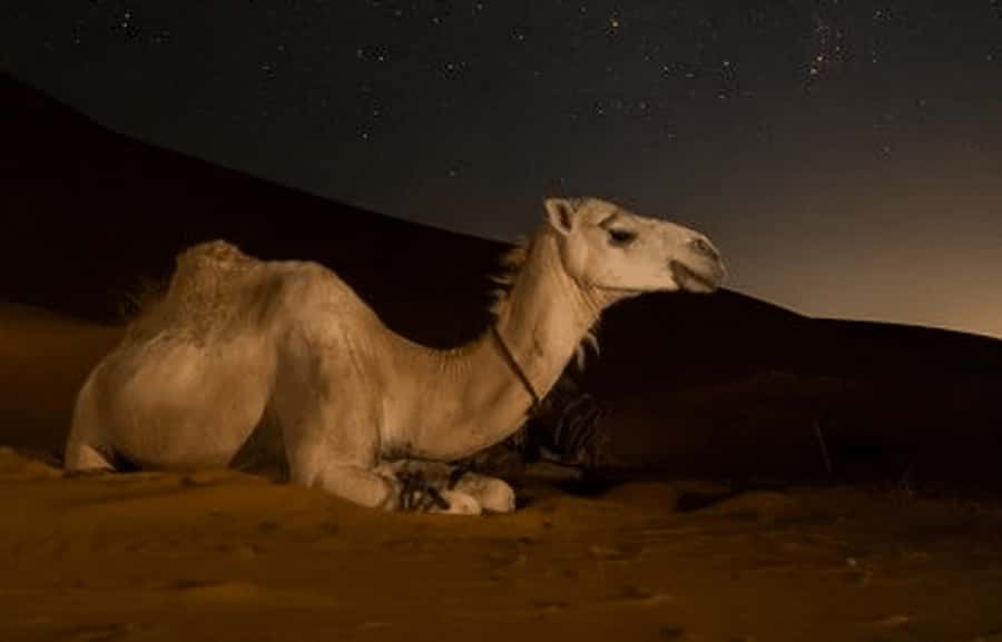 Doha: Night Desert Safari with Stargazing & Camel Ride - Leaving Doha for the southern desert
