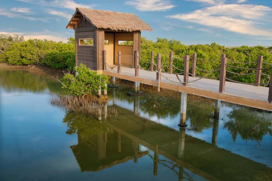 Doha North Qatar Tour Zubara Fort, Mangroves, Jumail Village - Al Thakira mangroves: a green pause in the desert