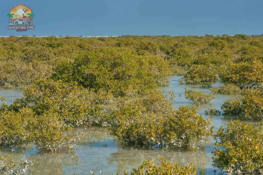 Doha North Qatar Tour Zubara Fort, Mangroves, Jumail Village - Who should book this northern Qatar tour