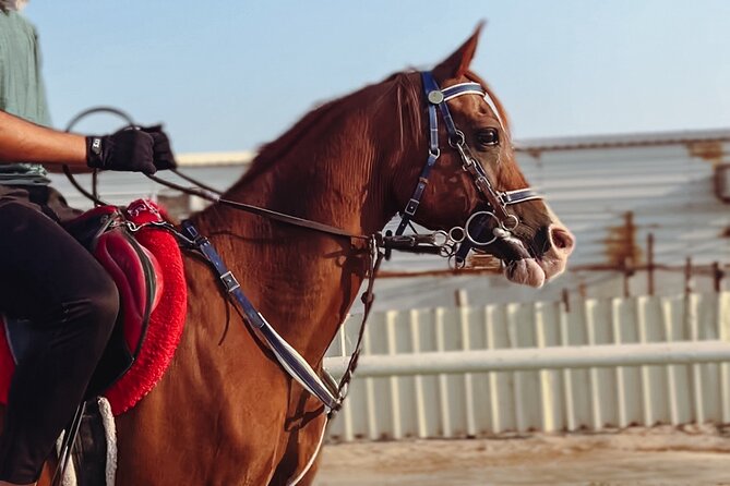 Doha-Private Half Day Safari with Horse Ride/Camel Ride/sandboard - What this private Doha safari actually offers