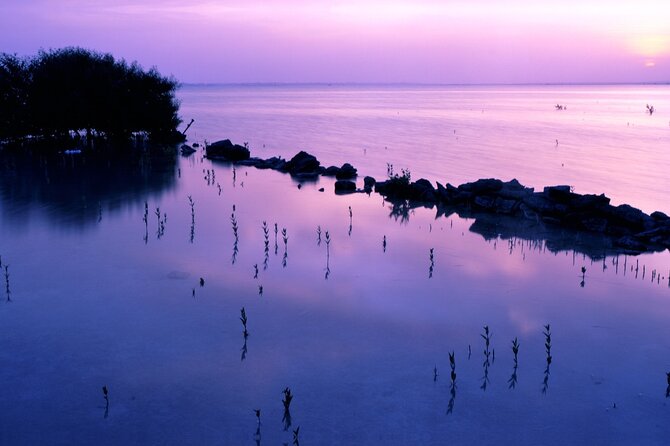 Doha Private North Qatar Tour, Mangroves and Al Zubarah Fort - Purple Island connects nature and ancient Qatar