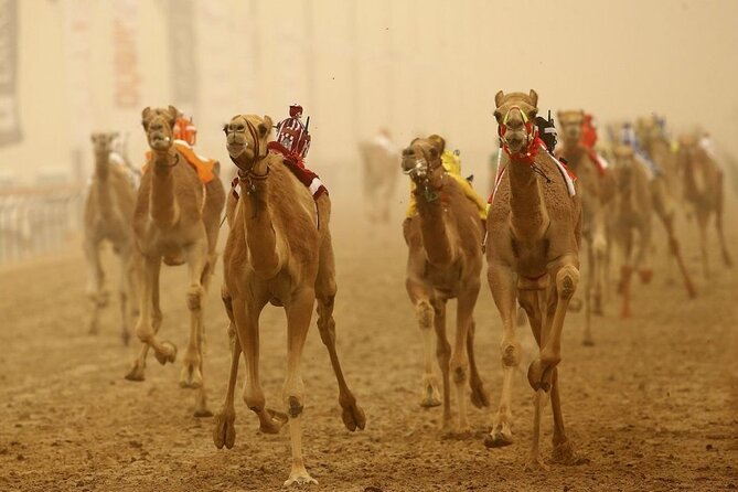 Doha, Qatar: Came Racing Track, Oryx & Sheikh Faisal Museum Tour. - Sheikh Faisal Museum: two hours of curious collecting