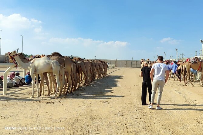Doha, Qatar: Came Racing Track, Oryx & Sheikh Faisal Museum Tour. - Arabian oryx: a brief look at Qatar’s native antelope