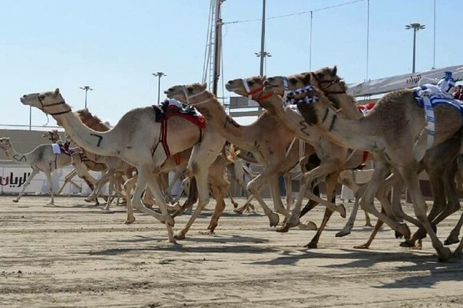 Doha Qatar Camel Race Track visit| West Coast Natural Attractions - Zekreet’s mushroom-shaped rock formation