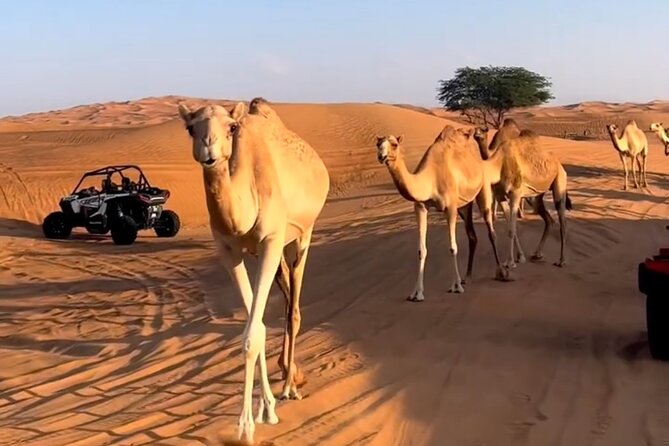 Doha, Qatar: Desert Safari, Inland sea and Camel Ride Adventure. - Why this desert trip works well in four hours
