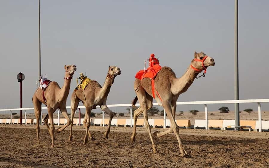 Doha: Richard Serra Sculpture,Mushroom Hill,Camel Race Track - Zekreet Village and Mushroom Rock
