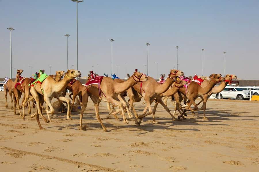 Doha: Richard Serra Sculpture,Mushroom Hill,Camel Race Track - Al-Shahaniya and the Camel Race Track