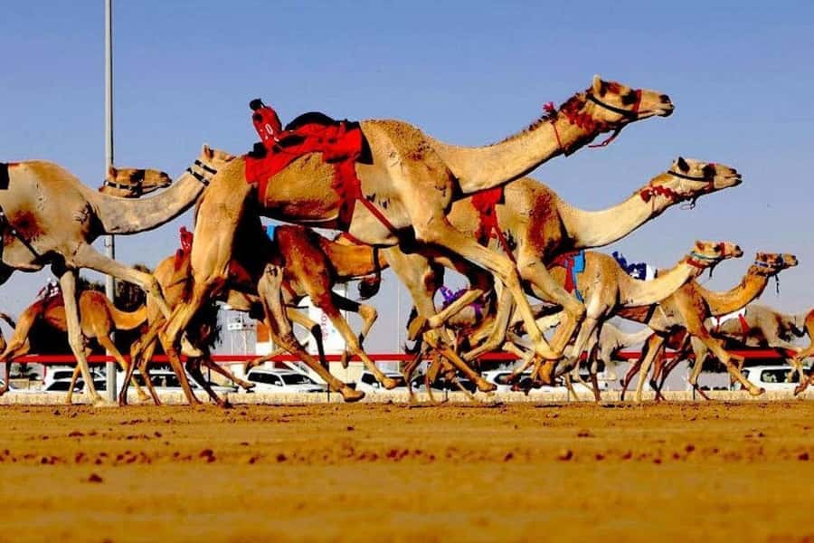 Doha: Richard Serra Sculpture, Zekreet and West Coast Tour - Leaving Doha for Al Shahaniya’s camel track