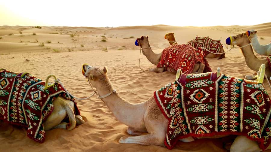 Doha:Safari Tour with Lunch/Dinner in Desert by the Sea Side - Sandboarding on soft Qatar dunes