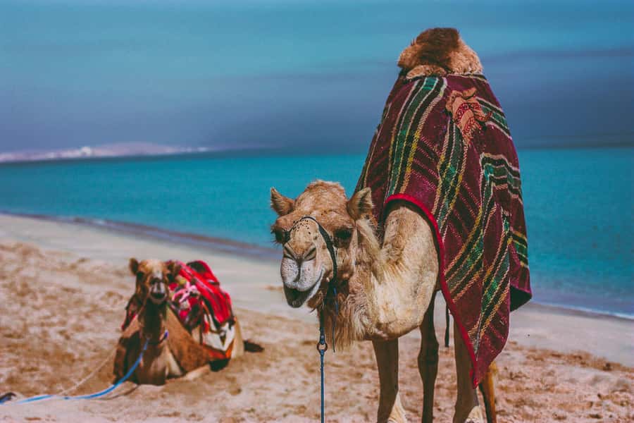 Doha:Safari Tour with Lunch/Dinner in Desert by the Sea Side - Who should book this experience?