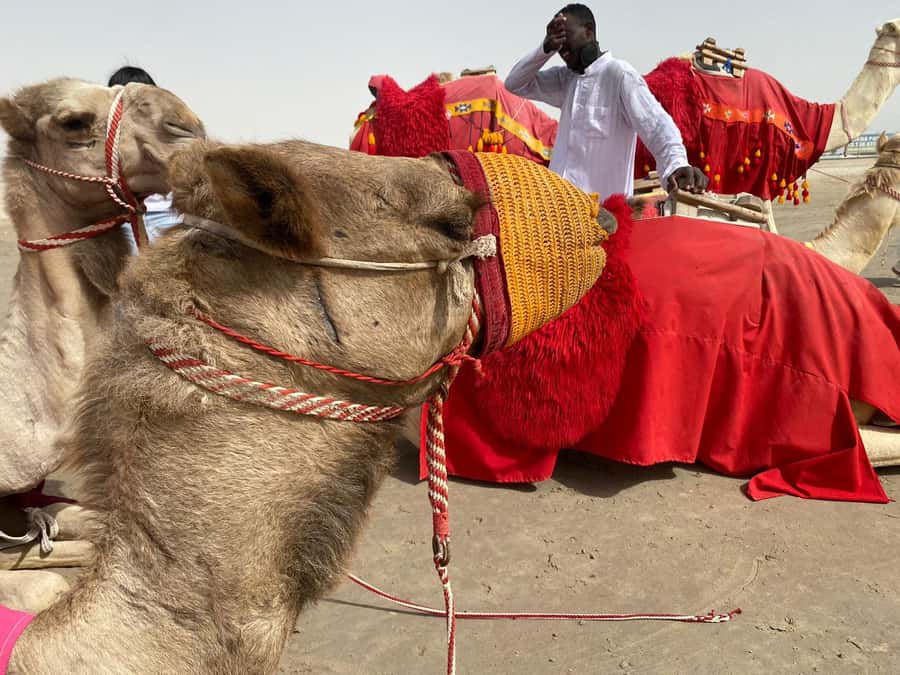 Doha: Sunset desert tour with Camel Ride, Inland Sea & Tea - Khor Al Adeid, where sea meets dunes