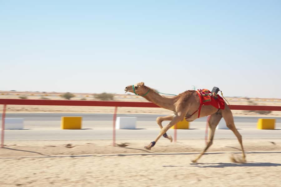 Doha : West Of Qatar Tour With Pickup & Drop-Off - Leaving Doha for Qatar’s western desert