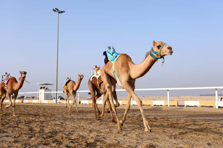 Doha : West Of Qatar Tour With Pickup & Drop-Off - The guides can shape the whole outing
