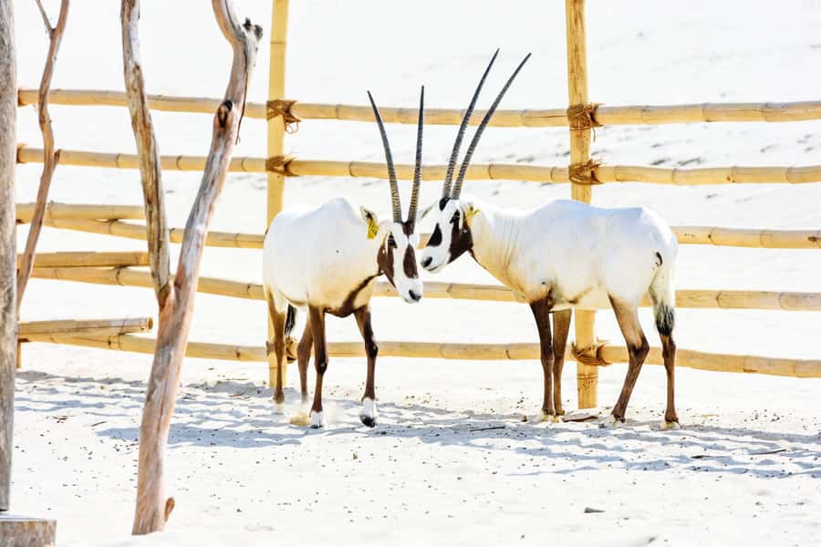 From Doha: 8-hour Safari Tour with Desert Beach Experience - Sandboarding, camel rides, and resort games