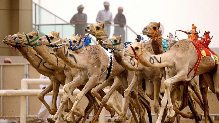 From Doha: Private West Coast and Camel Race Track Tour - Why Qatar’s west coast makes a good half-day outing