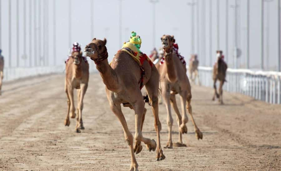 From Doha: Private West Coast and Camel Race Track Tour - Al Shahaniya turns camel racing into a cultural stop