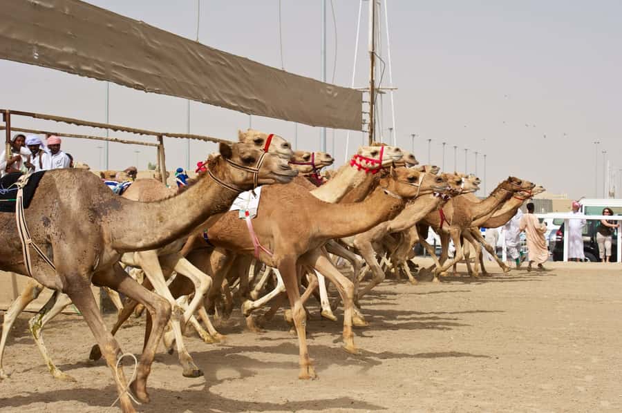 From Doha: Private West Coast and Camel Race Track Tour - The Sheikh Faisal Museum begins the western route