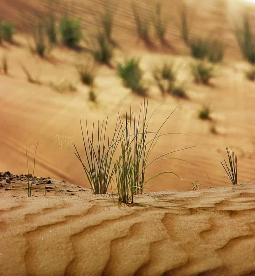 From Doha: Sunrise or Sunset Safari with Sand Boarding - Sandboarding on Qatar’s high dunes