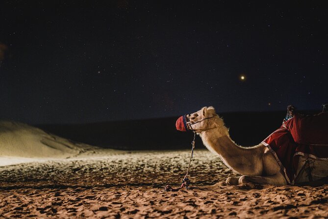 Full Day Qatar North and Desert Safari with pickup - Al Zubara Fort and Qatar’s archaeological story