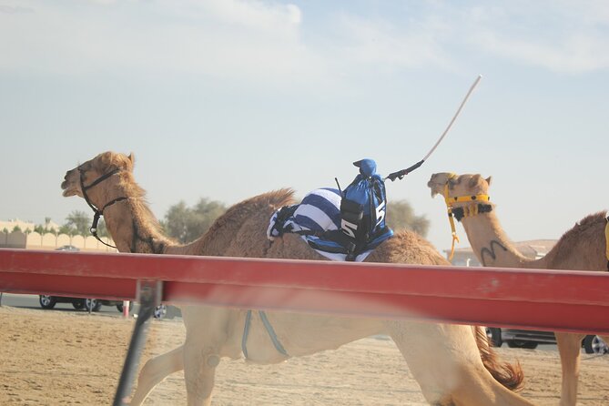 Full-Day Tour Qatar North And West - Camel training at Ash-Shahaniyah