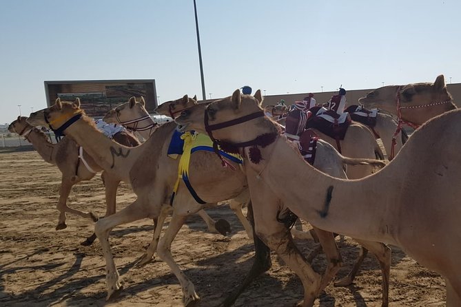 Half-Day Private Guided Camel Race Tour in Qatar - What happens at Al Shahaniya Racetrack