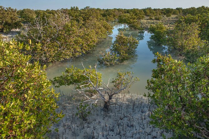 North Qatar Guided Expedition to Nature Charms - Purple Island, mangroves, and shallow lagoons
