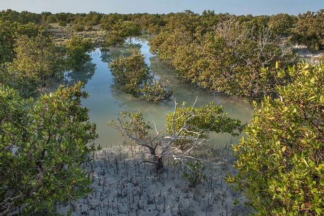 North Qatar Half-Day Tour: Al Zubarah, Purple Island & Mangroves - The real value of $50 per person