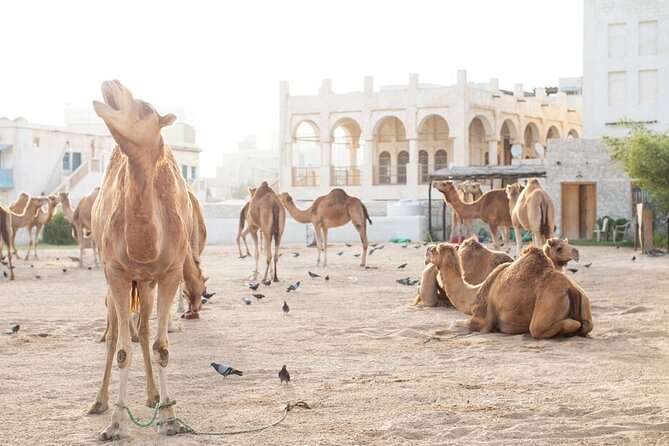 Private Doha Guided City Tour To All Main Attractions - Seeing polished Doha at The Pearl