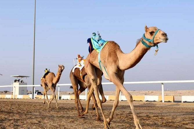 Private Full Day Guided Tour in Qatar North and West - Camel country at Al Shahaniya