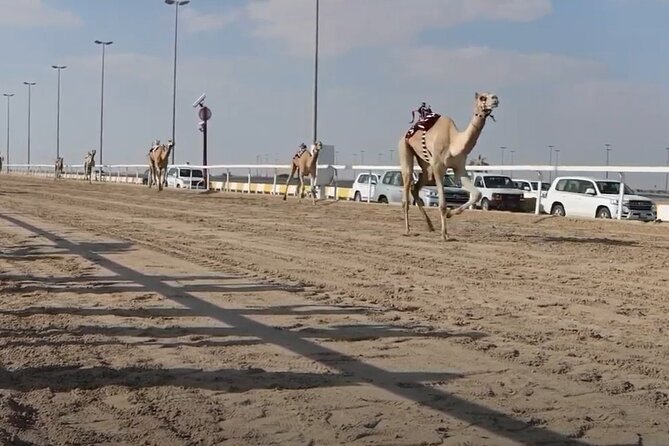 Private Full Day Guided Tour in Qatar North and West - Zekreet Fort and the western route